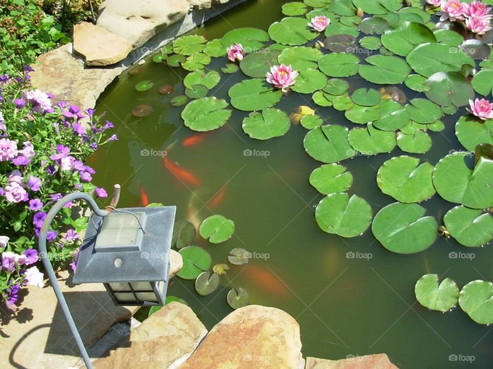 Koi water garden 