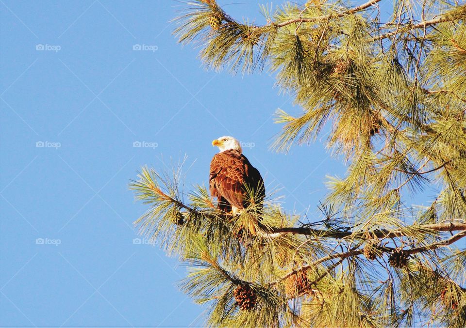 wildlife, bald eagle sitting high up on a tree branch.
