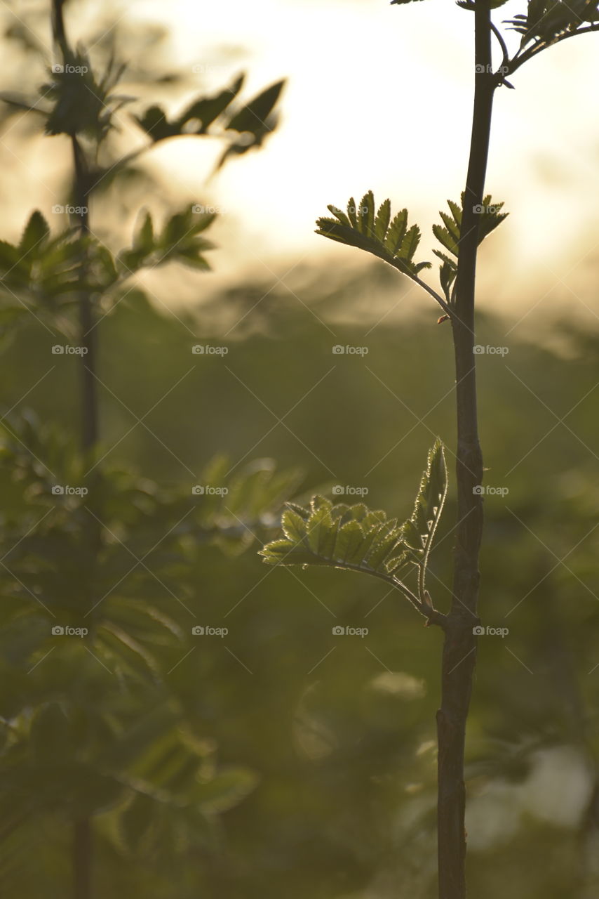 Tree branches against blurred background 