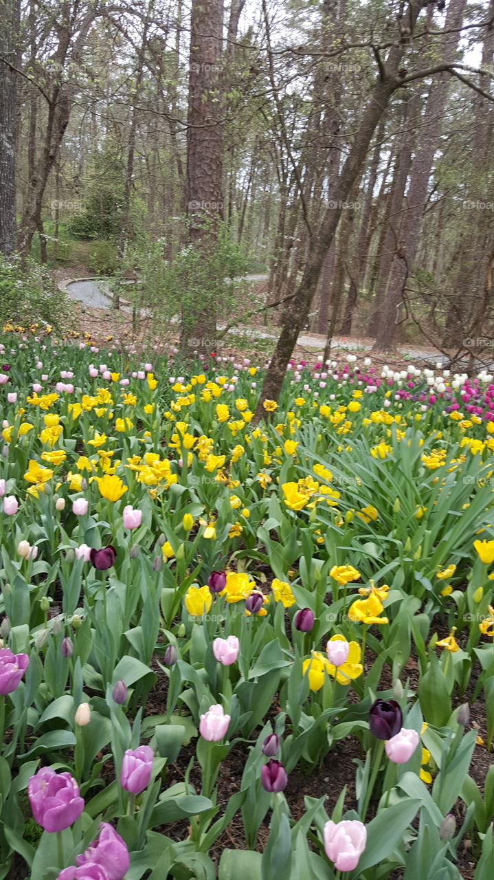 field tulips Garden season spring summer leave pedal aroma