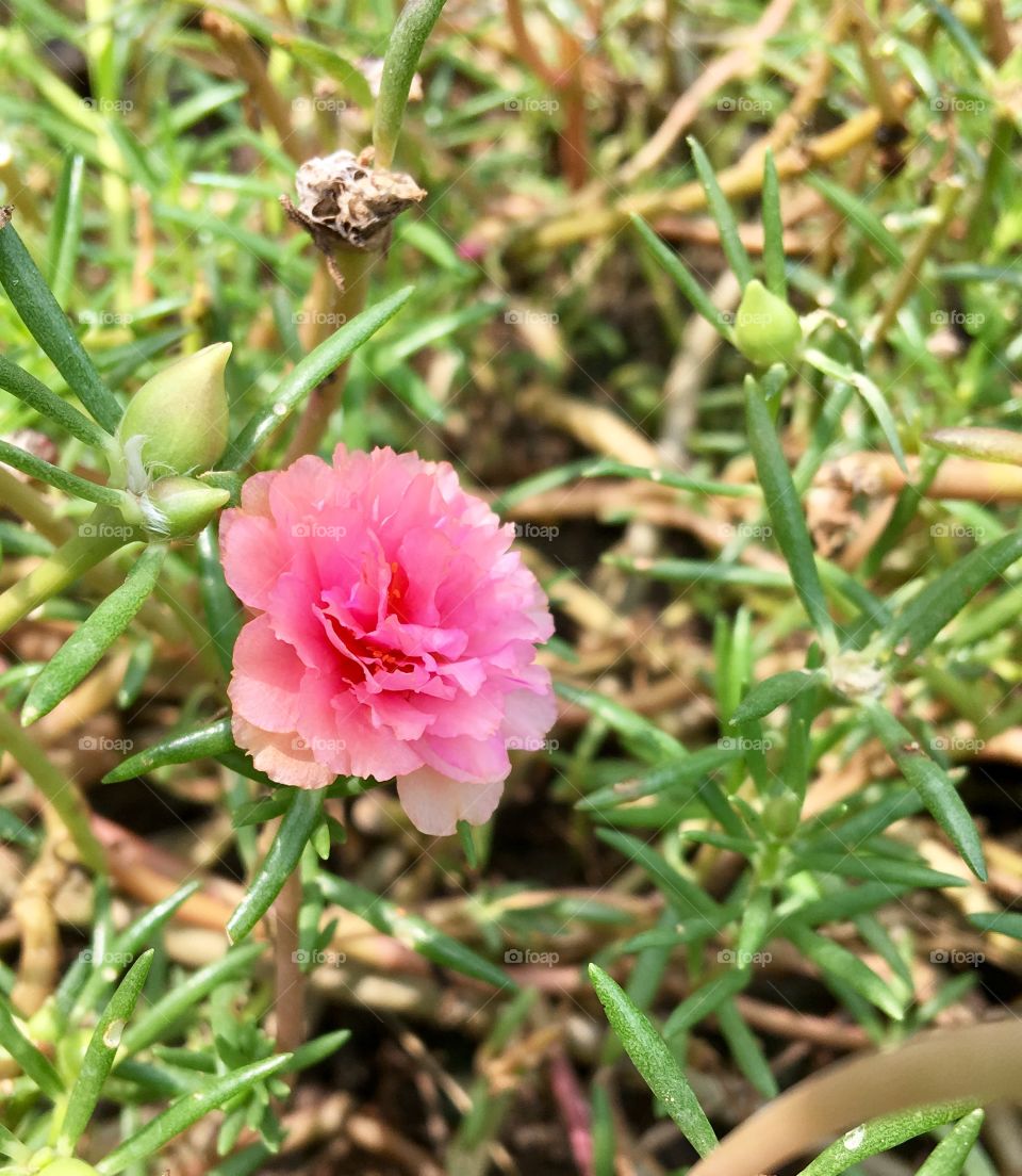 Small flower