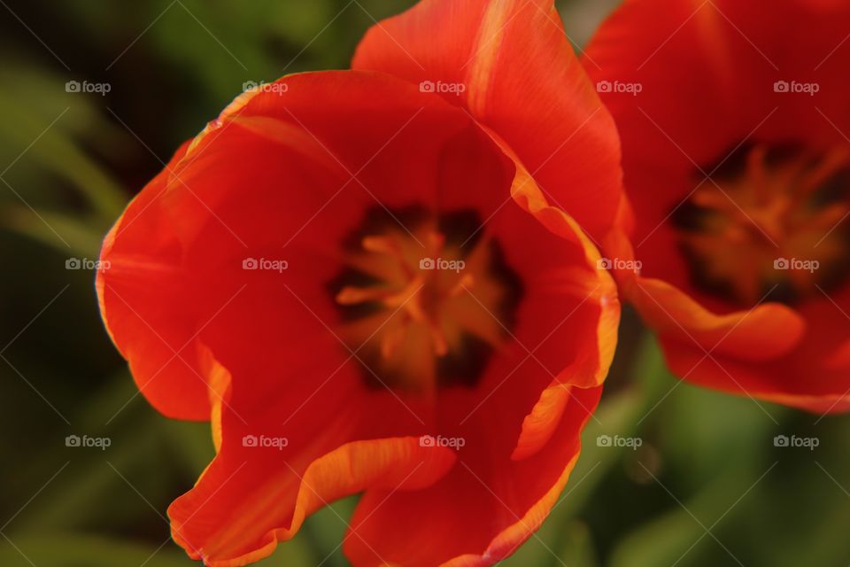 Orange tulip