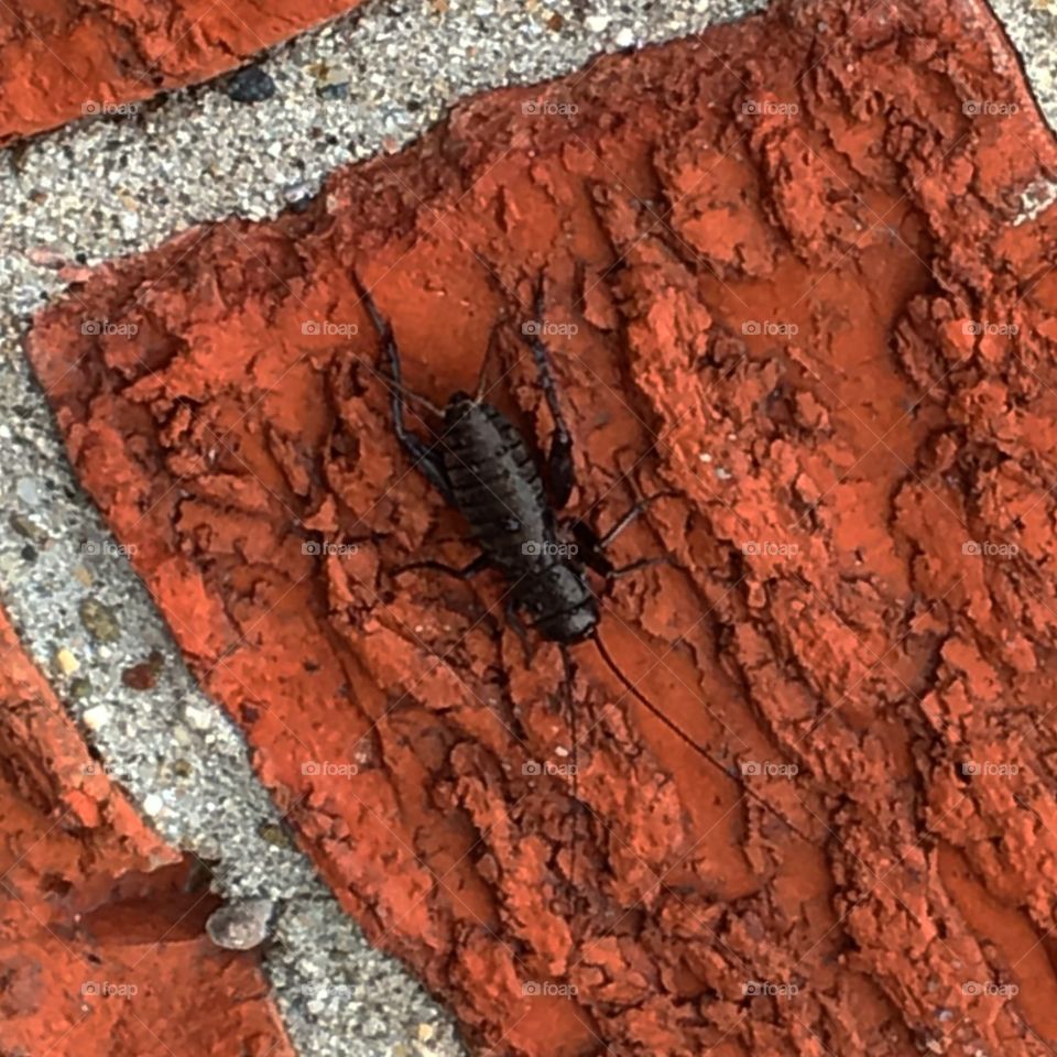 Cricket on a brick wall