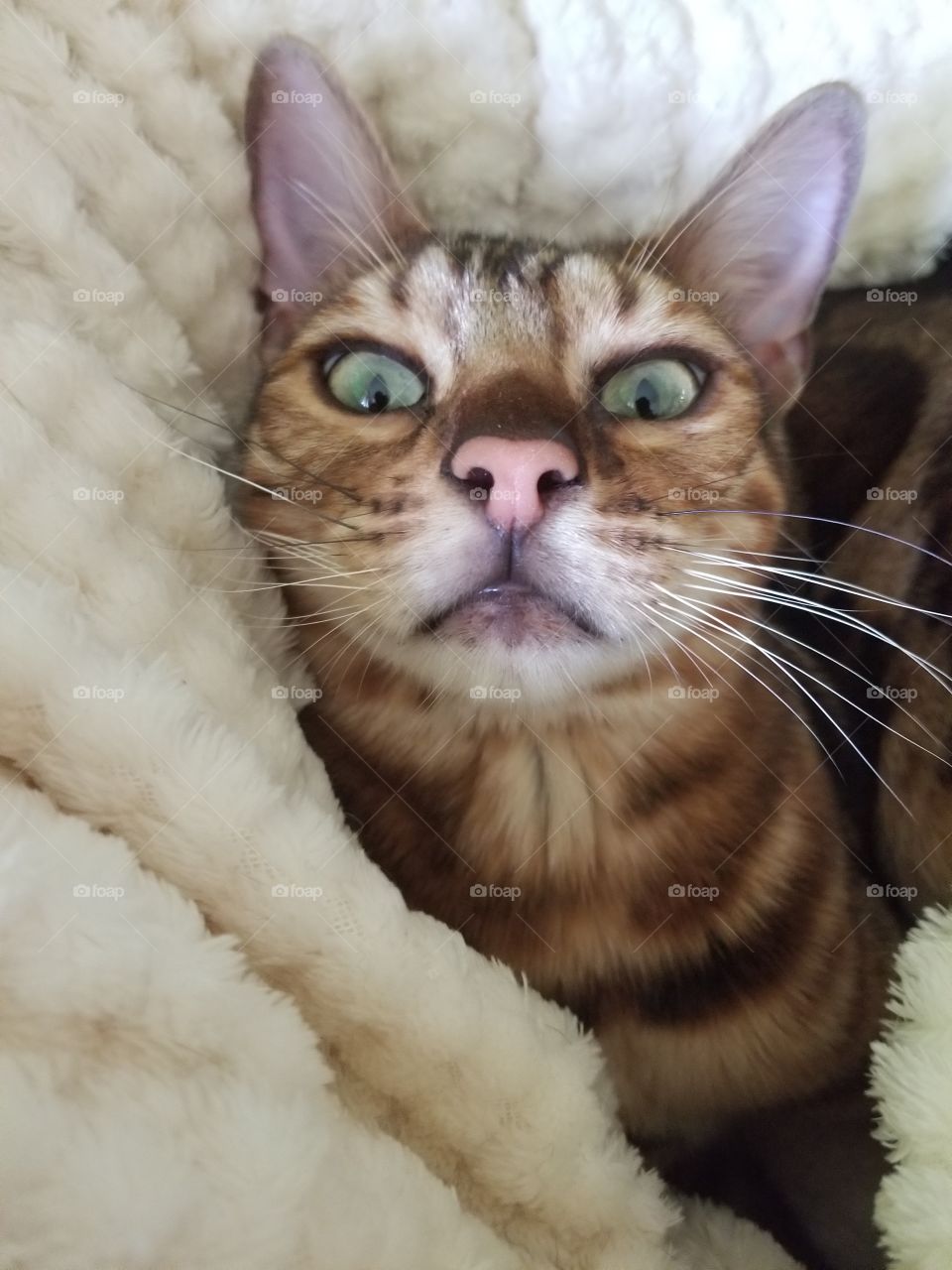 Bengal cat wakes up from a nap inside a fuzzy soft blanket