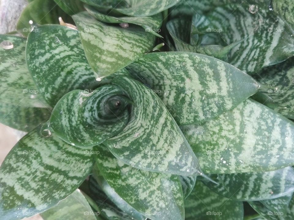 Sansevieria - Snake Plants