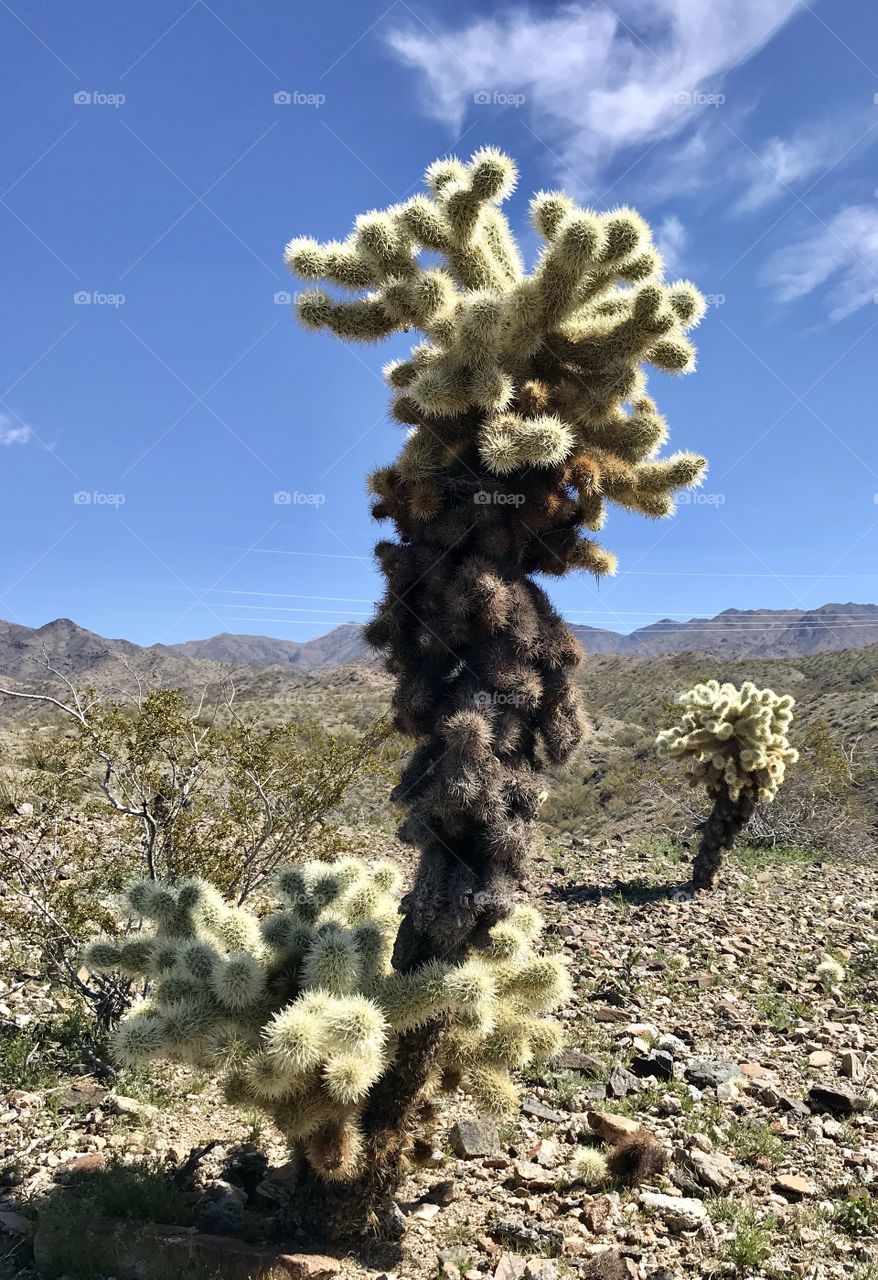 Cholla Cactus in the desert sky