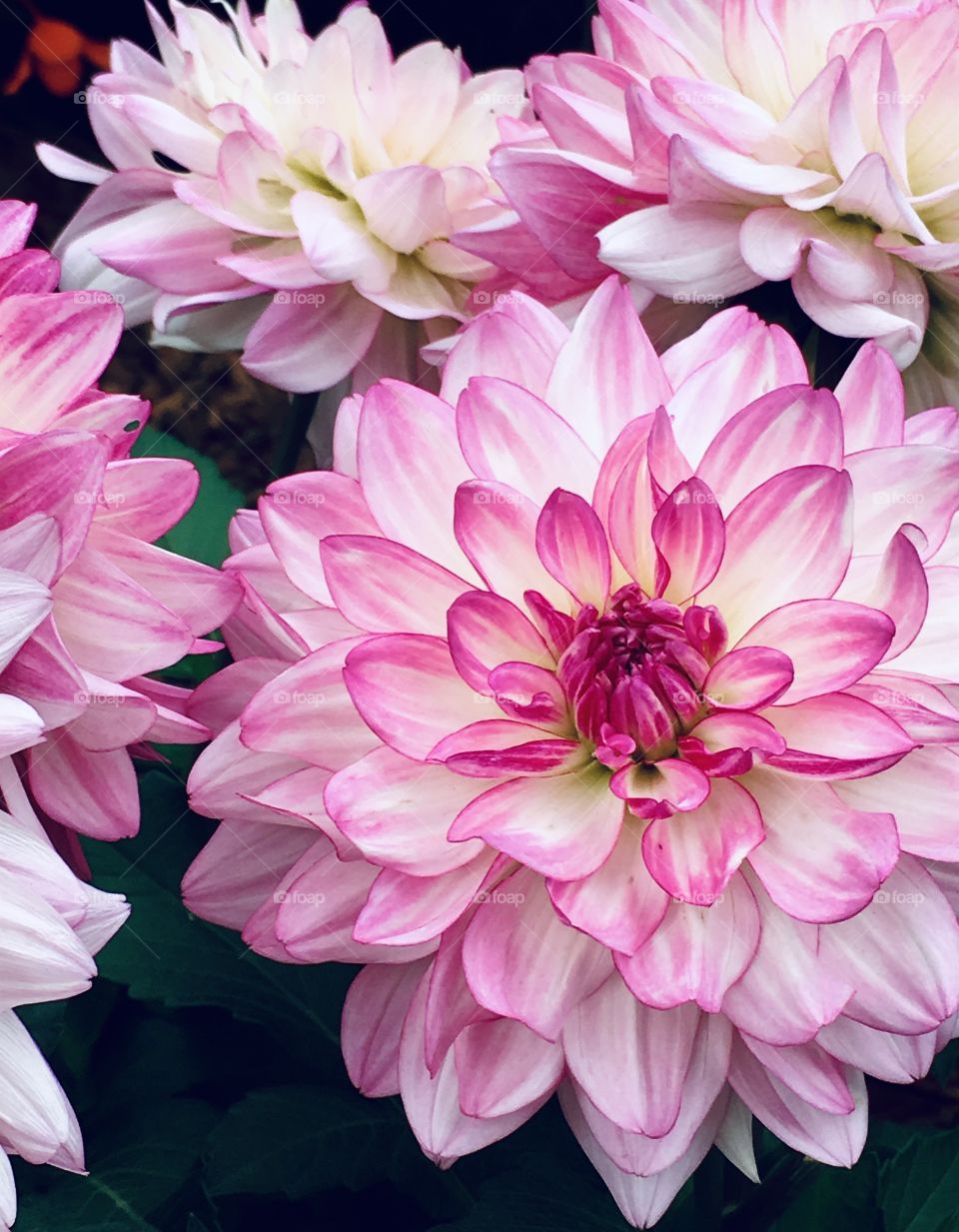 Pink mums