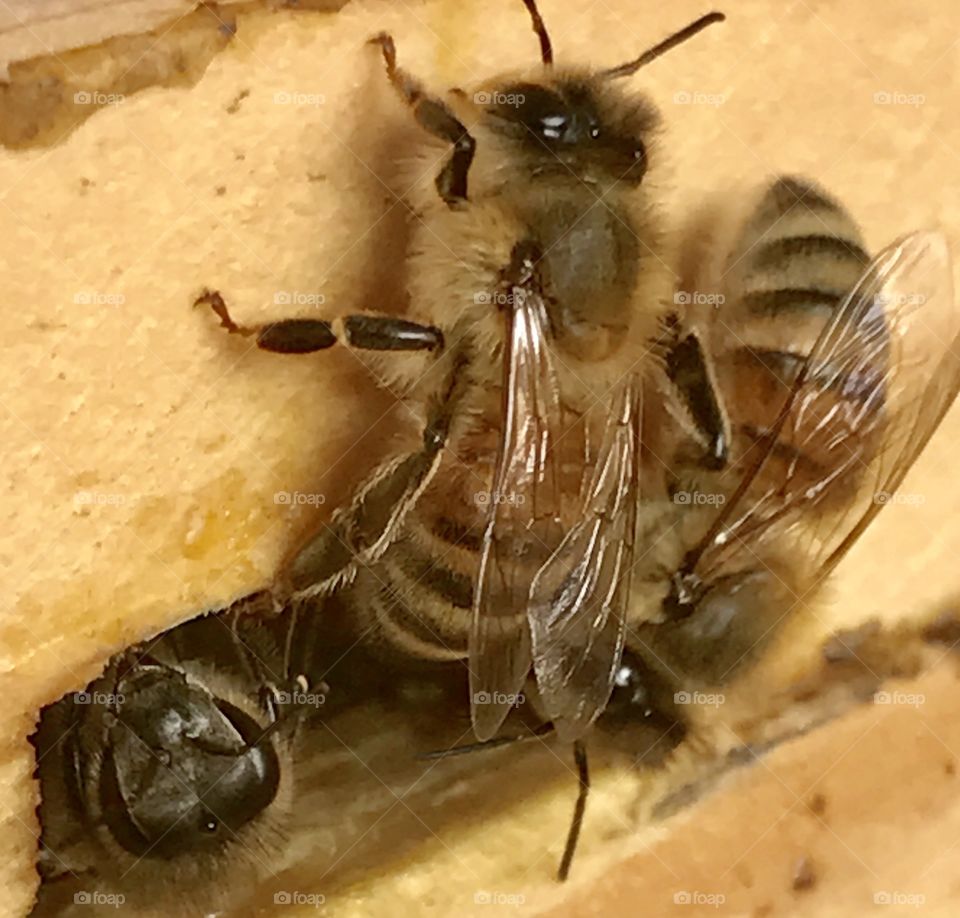 Bee, bees, honeybee, honeybees, winter, warm, warming, warmer, weather, wing, wings, eye, eyes, antenna, antennae, thorax, abdomen, stripes, fuzz, fuzzy, fur, furry, head, small, insect, flying,  standing, exiting, hive, colony, wood, wooden, white, brown, black, gold, golden,