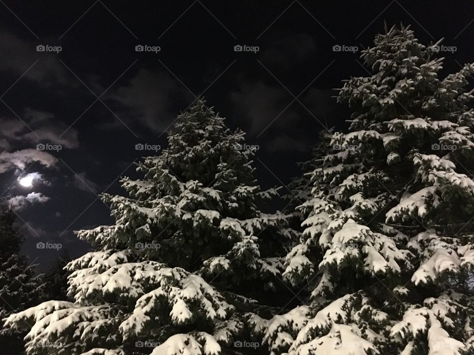 Snowy pines and moon