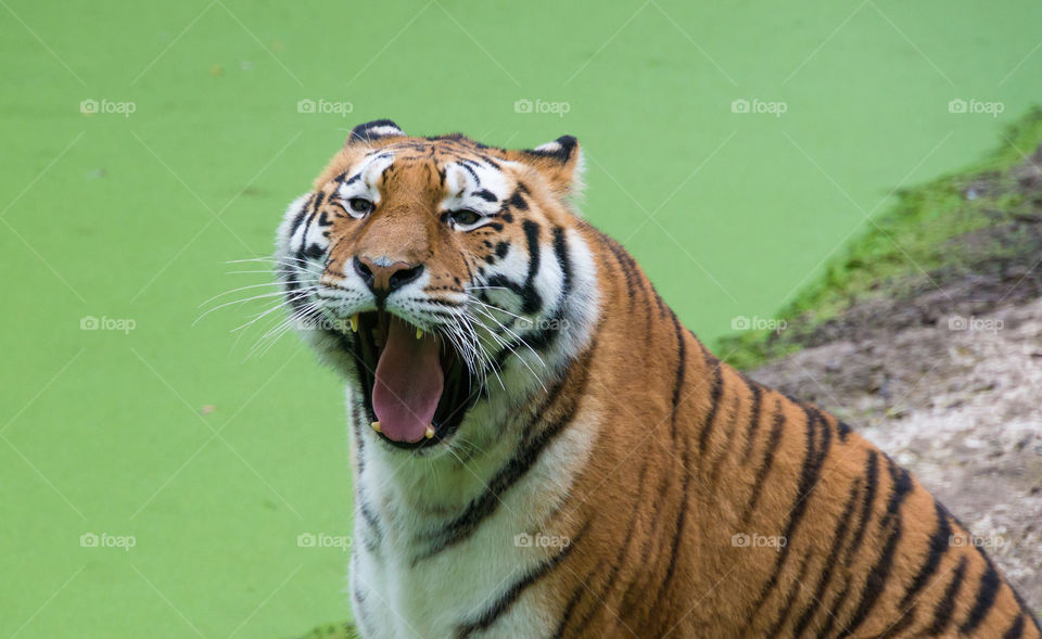 Close-up of yawing tiger