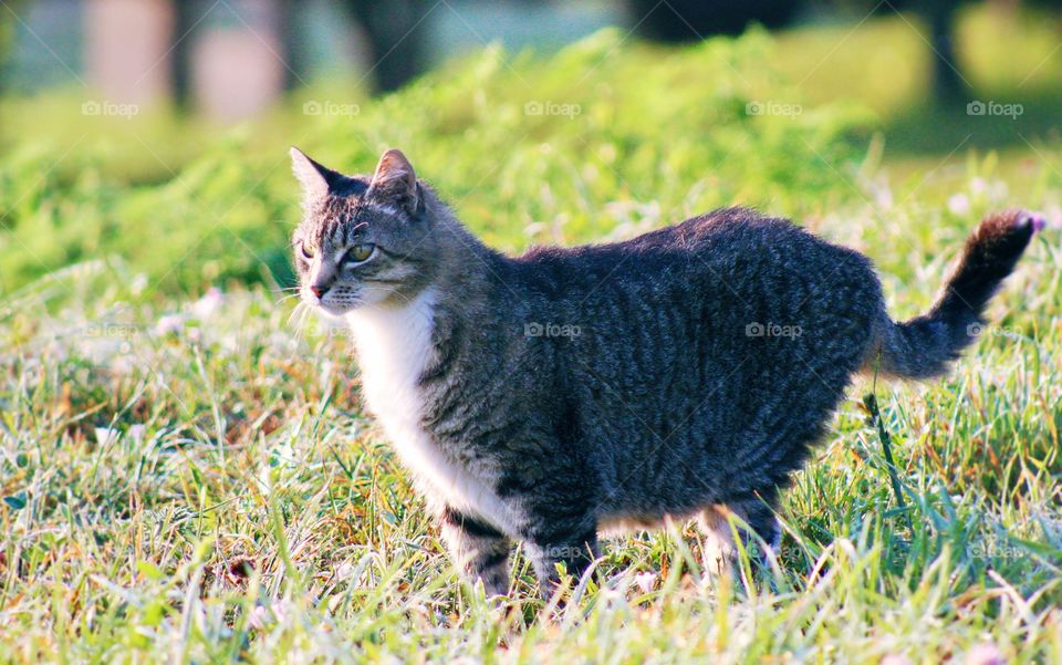 Summer Pets - alert grey tabby in a sunlit meadow