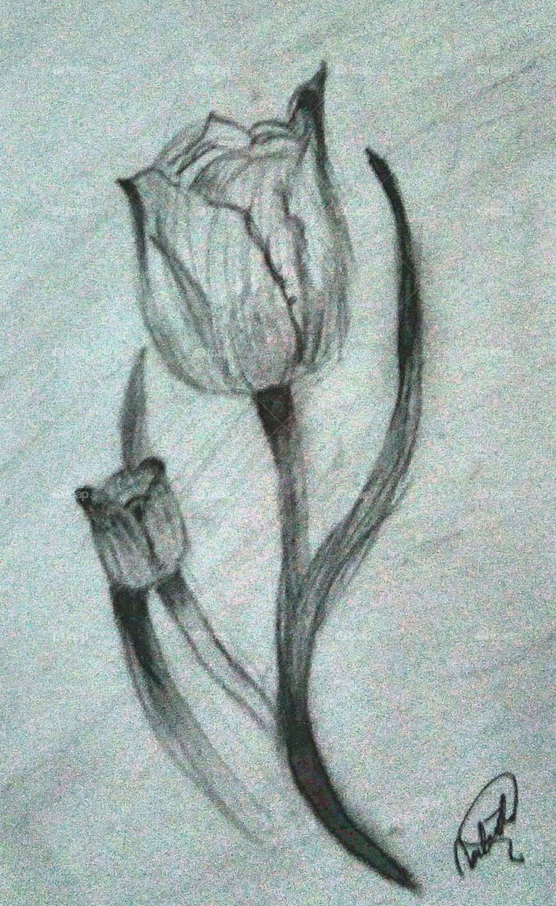 Flower Sketch.