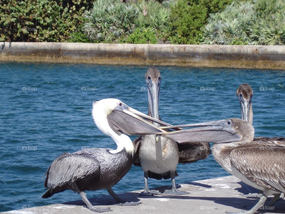 Pelican fight