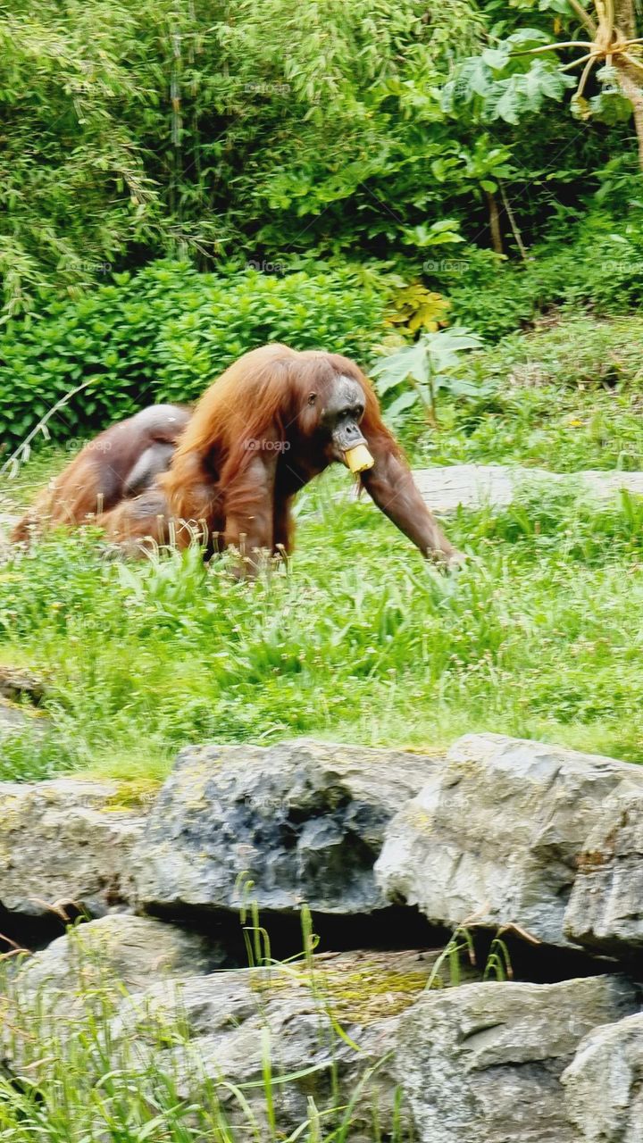 Picture from Dublin Zoo, Ireland