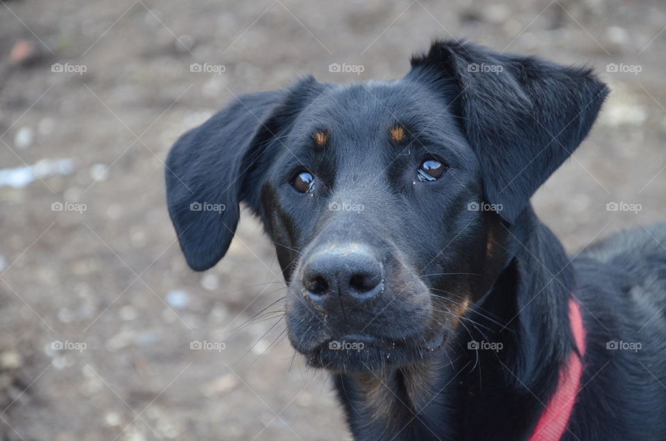 this photo represents a black dog who looks in front of him with his shiny brown eyes