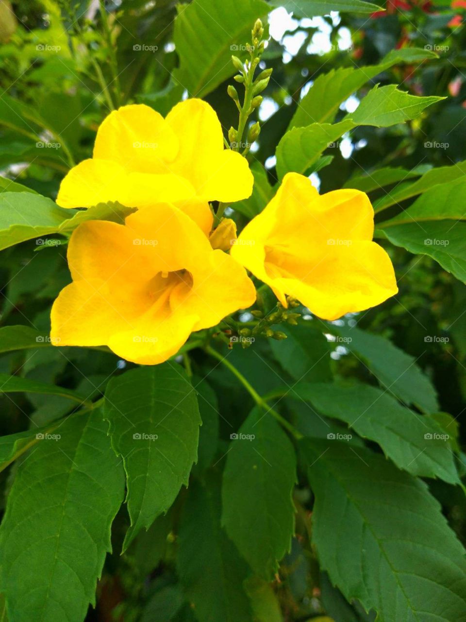 yellow flower in my garden.