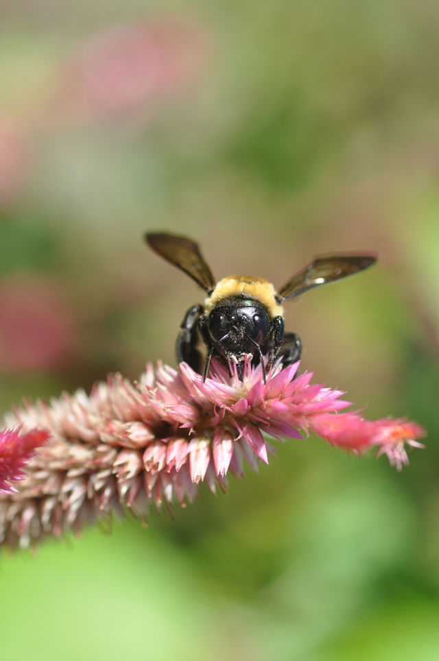 Bee on Pink Flower
