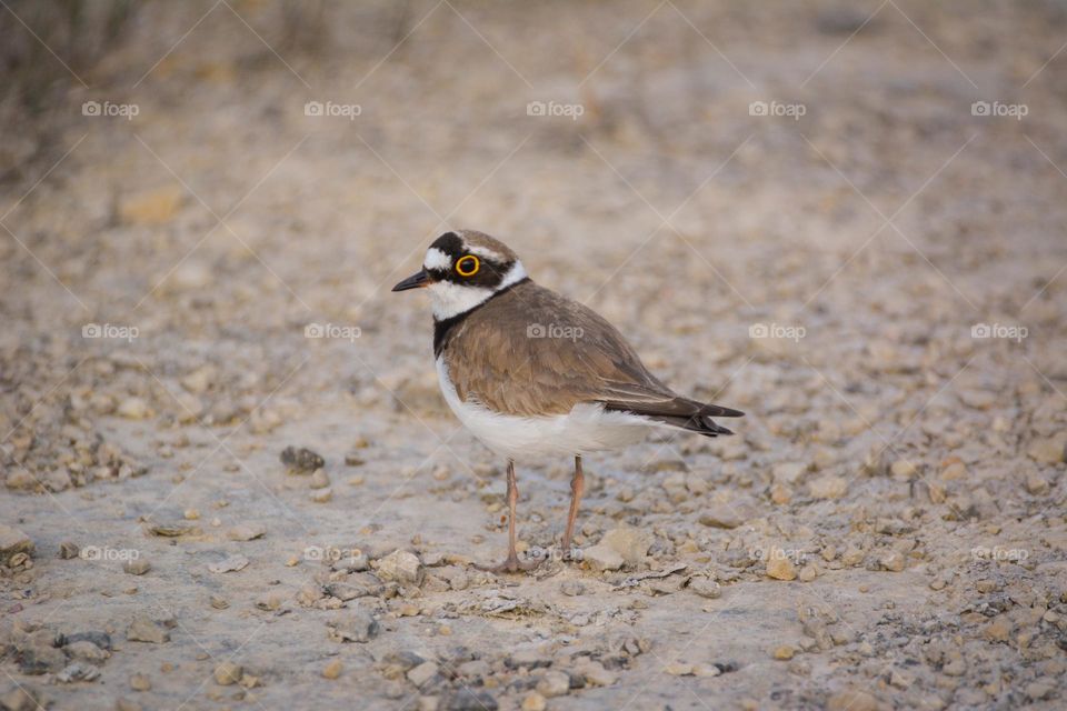 "Nice yellow eyes (Charadrius dubrius)"
