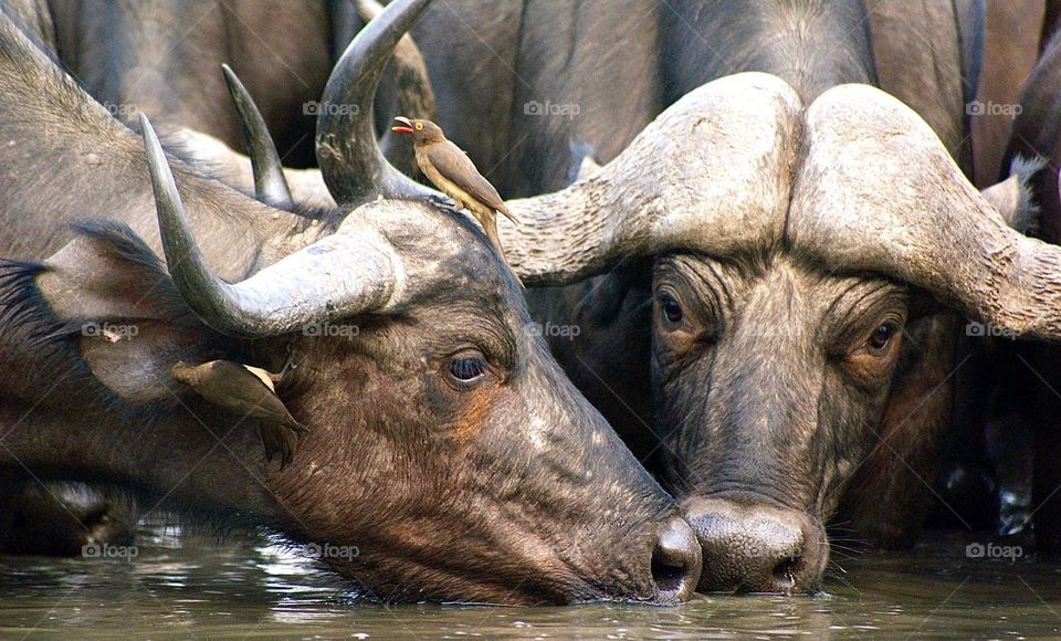 Two buffalo drinking water at the watering hole 