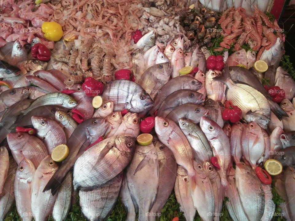 Various kind of fish at essaouira city in Morocco.