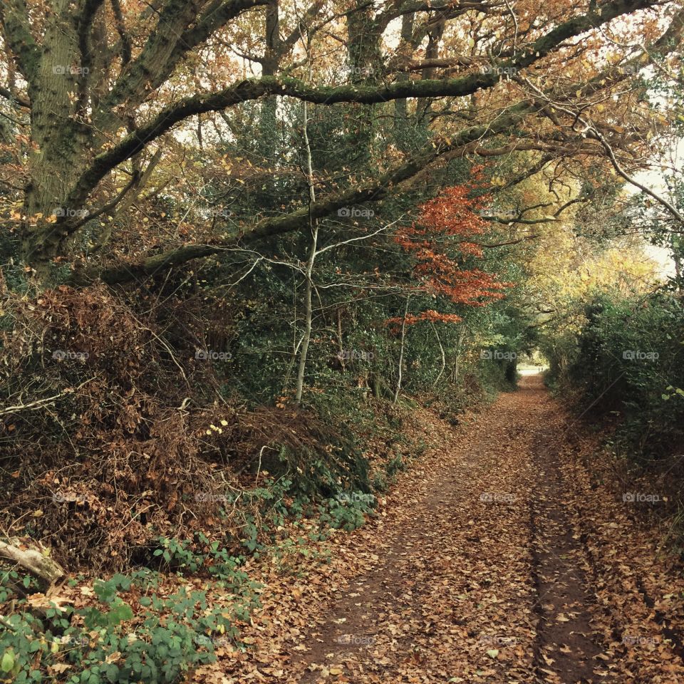 Tree, Fall, Wood, Leaf, Nature