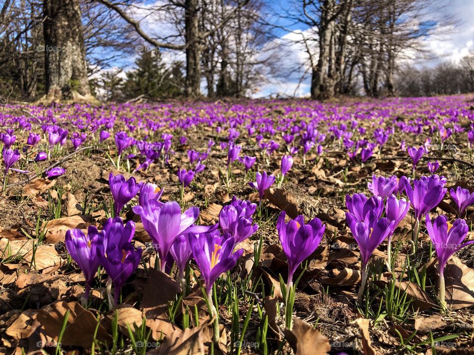 Field of crocuses 