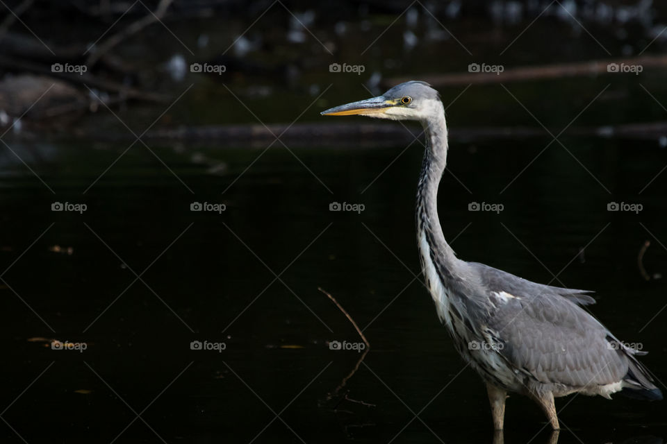Heron Swedish wildlife, häger gråhäger Sverige 