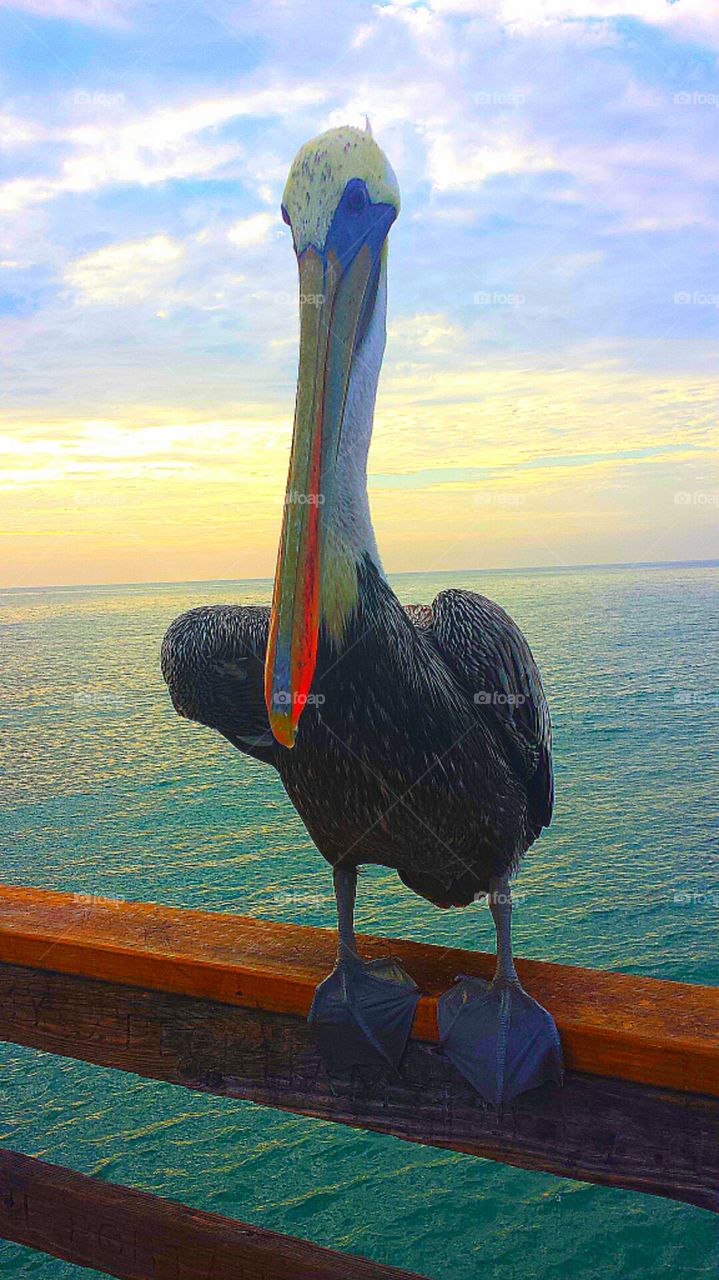 "Pelican On The Pier At Sunset"