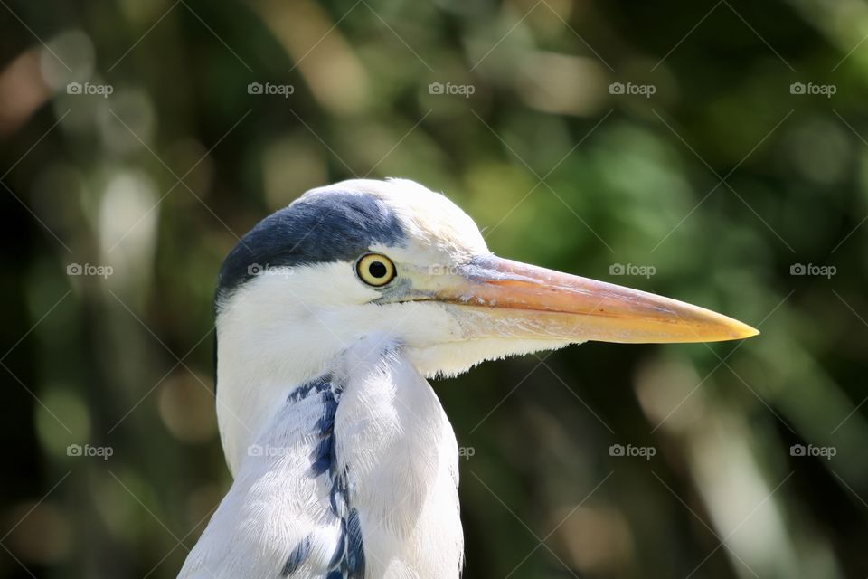 Gray heron