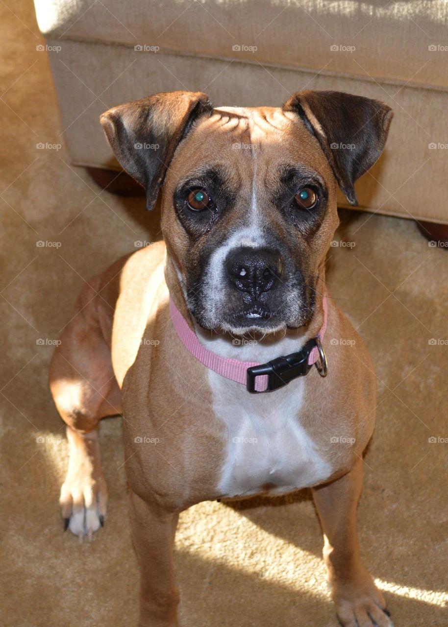 A dog surprised when she’s told she’s going for a ride