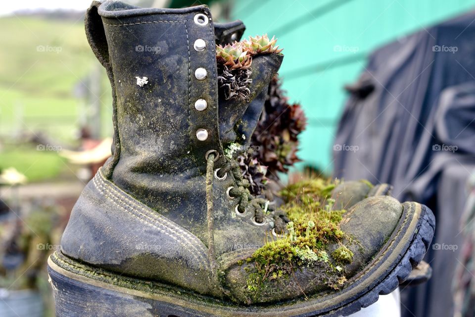 Old boots with flowers growing in them