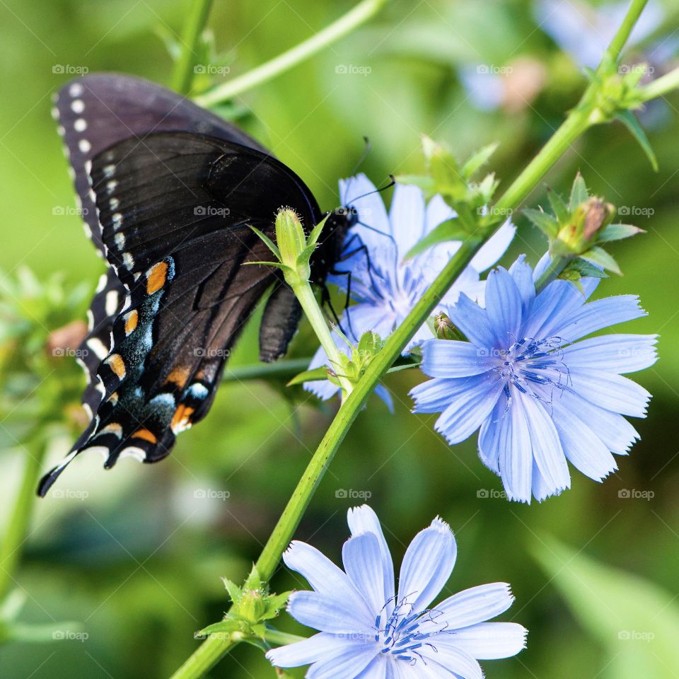 Butterfly on chicory 