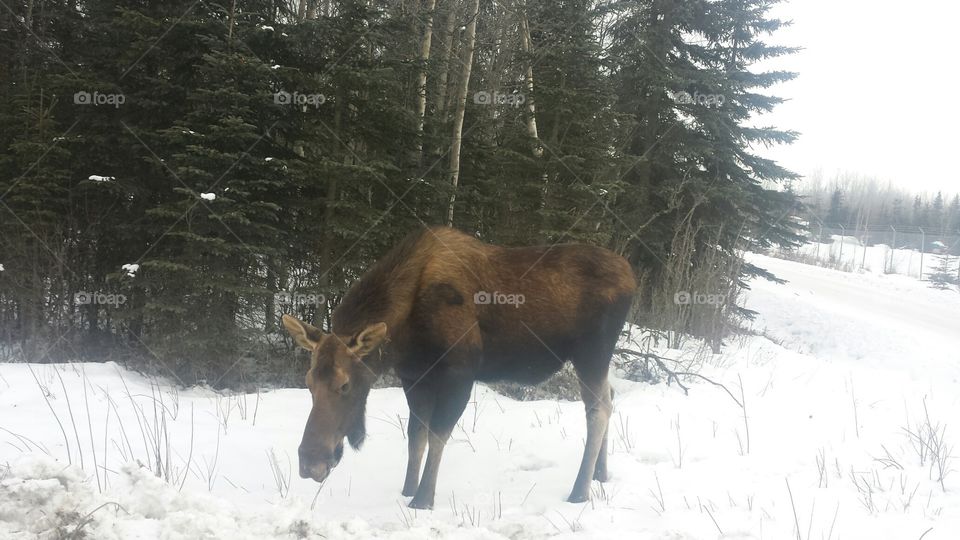 Moose calf in winter