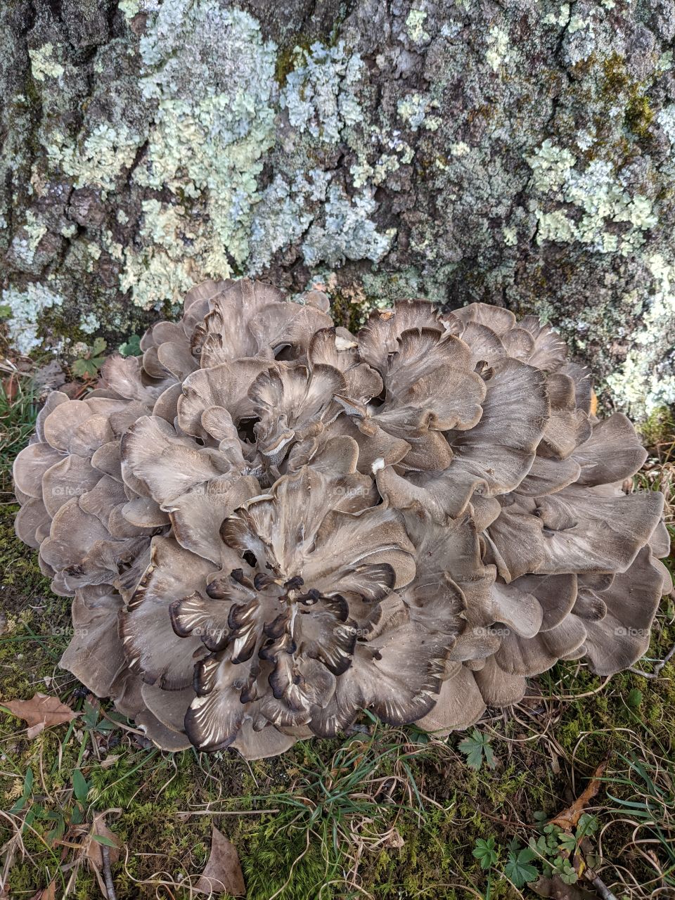 gray mushroom