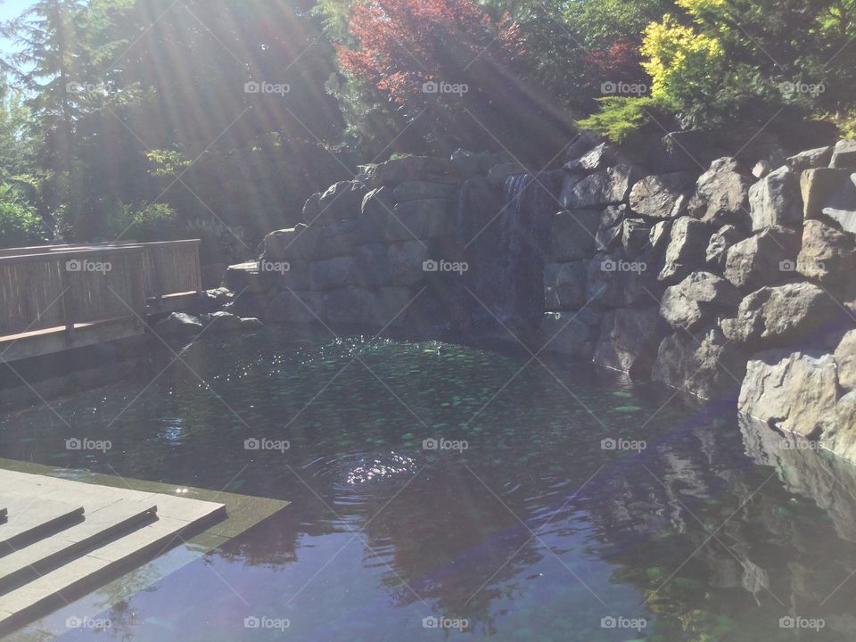 Pond in the Community Zen Garden 
