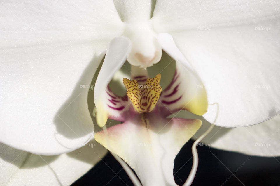 Orchid