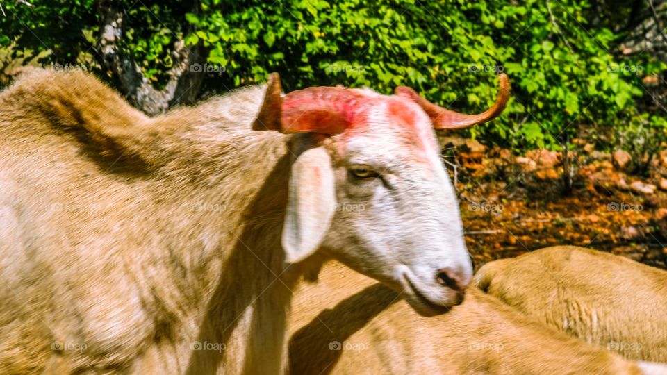 indian goat