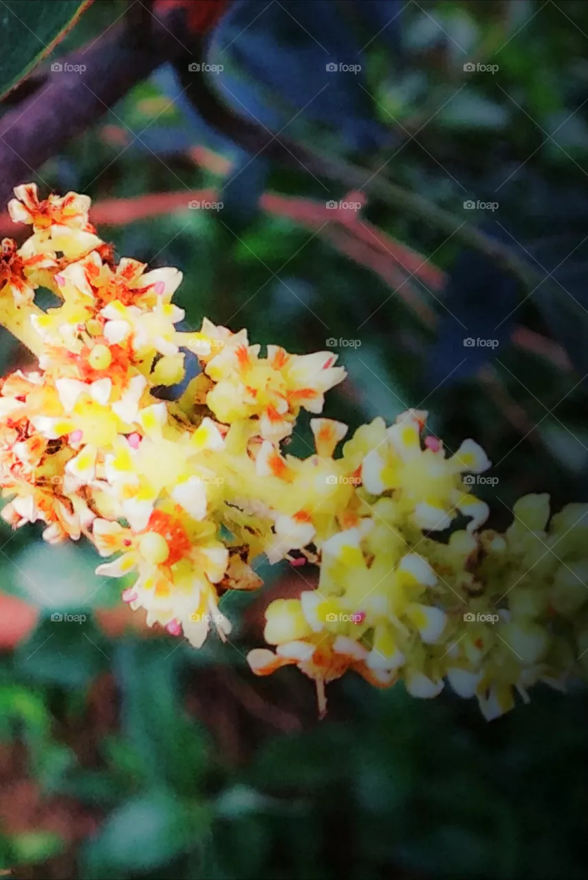 wild flower
