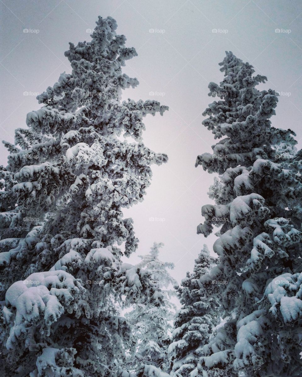 Snowy Trees on Storm Peak. March 2016.