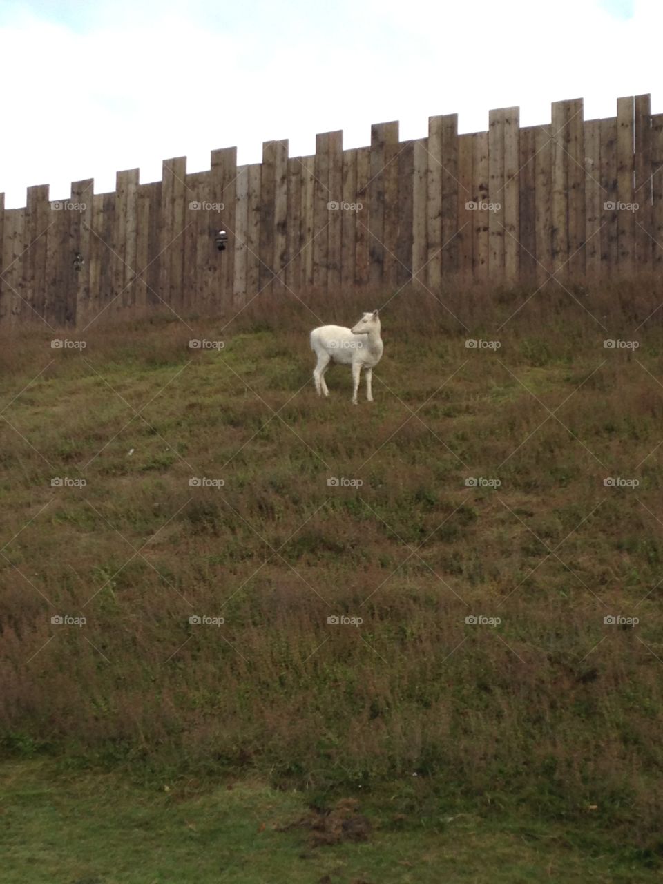 Albino deer
Montfichet Castle