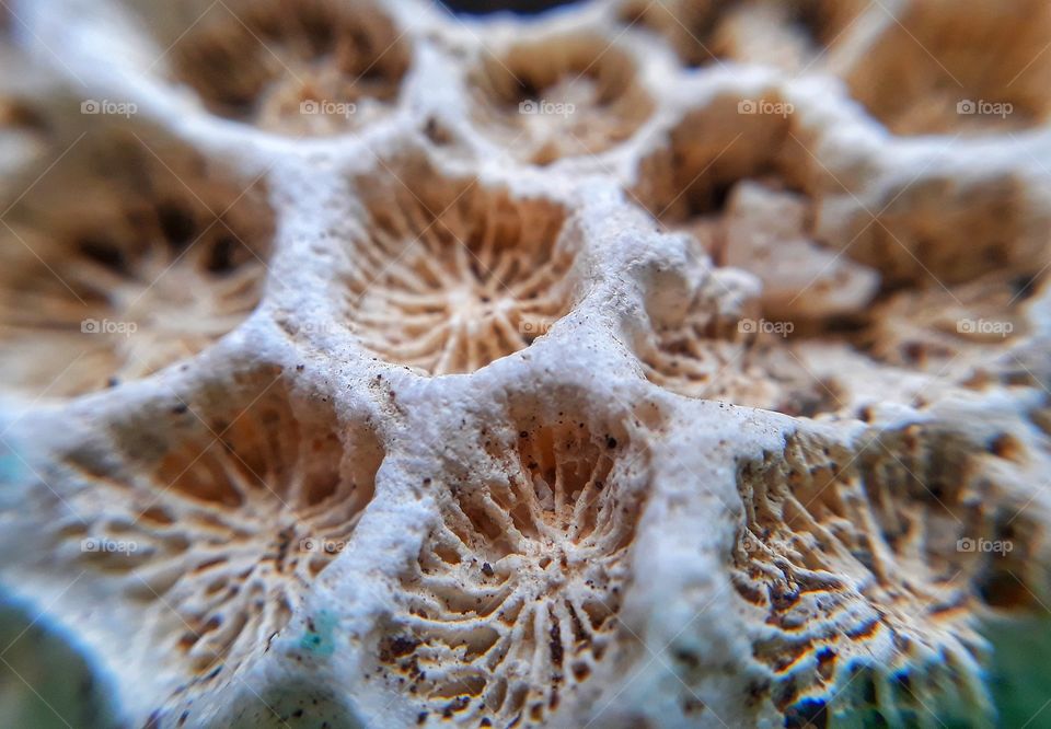 View of a coral using macro lens
