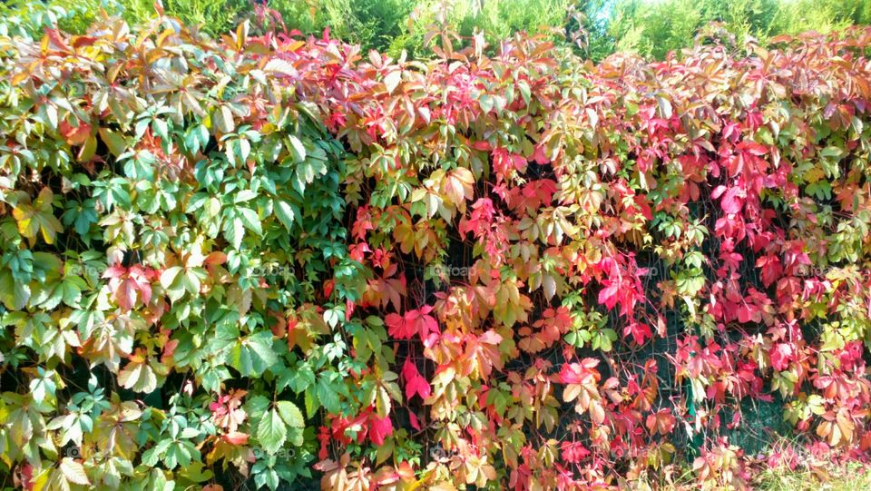 Leaf, Nature, Season, Flora, Garden