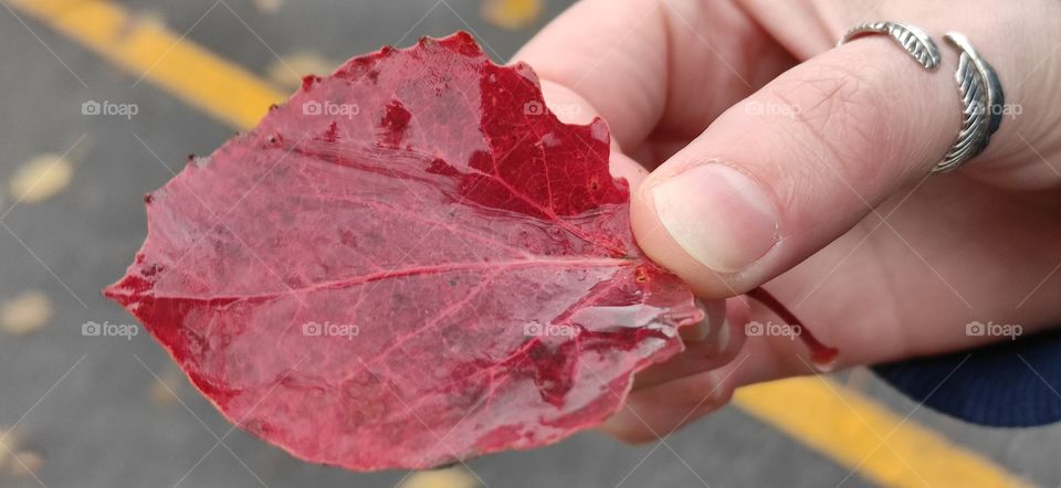 Red leaf