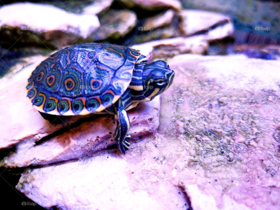 Turtle
