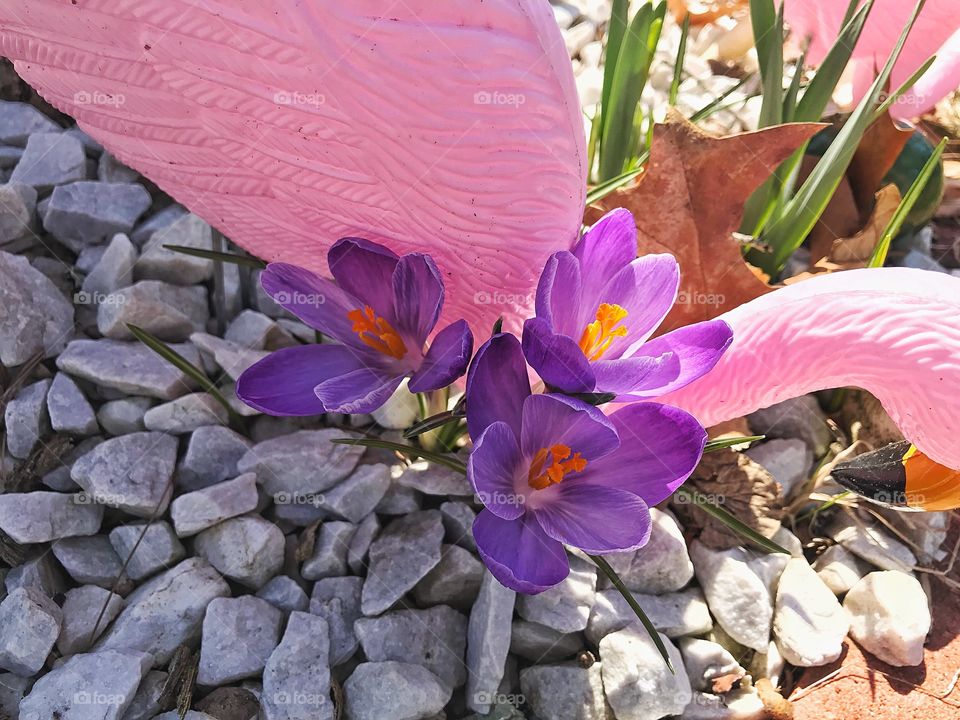 Flamingoes & crocuses 