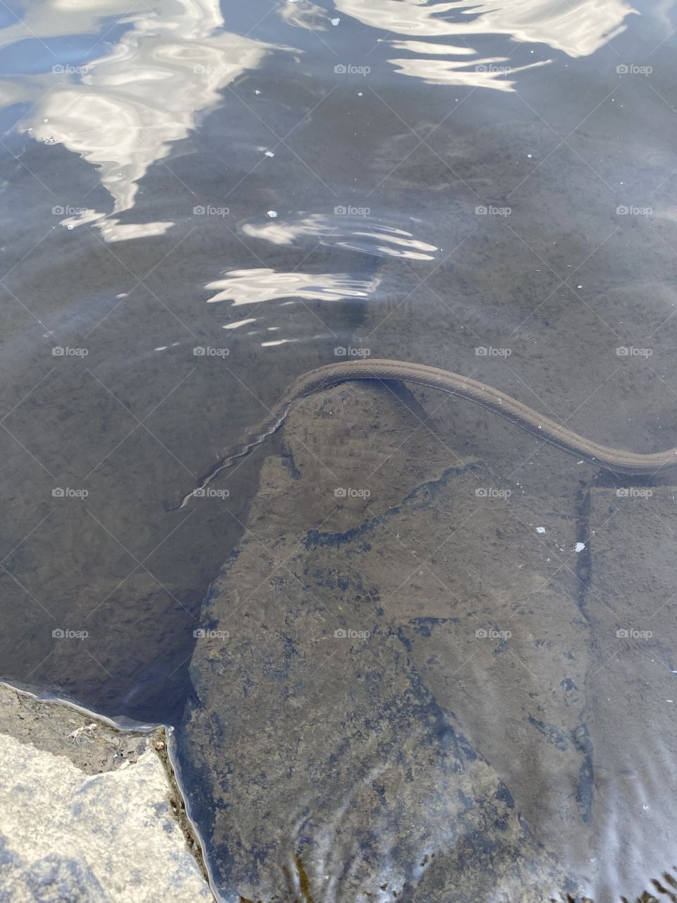 Water snake 
