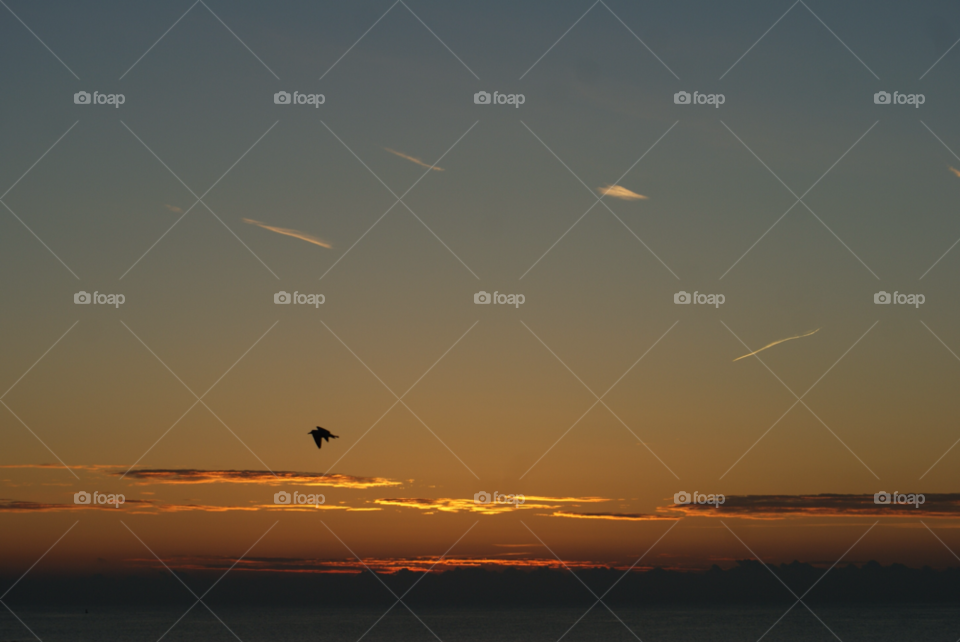bird sunrise flight dawn by Pahars