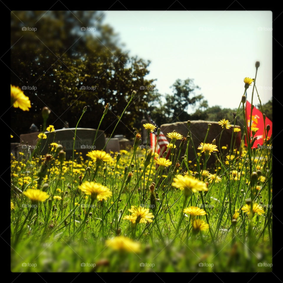 south carolina flowers field flag by mushjet