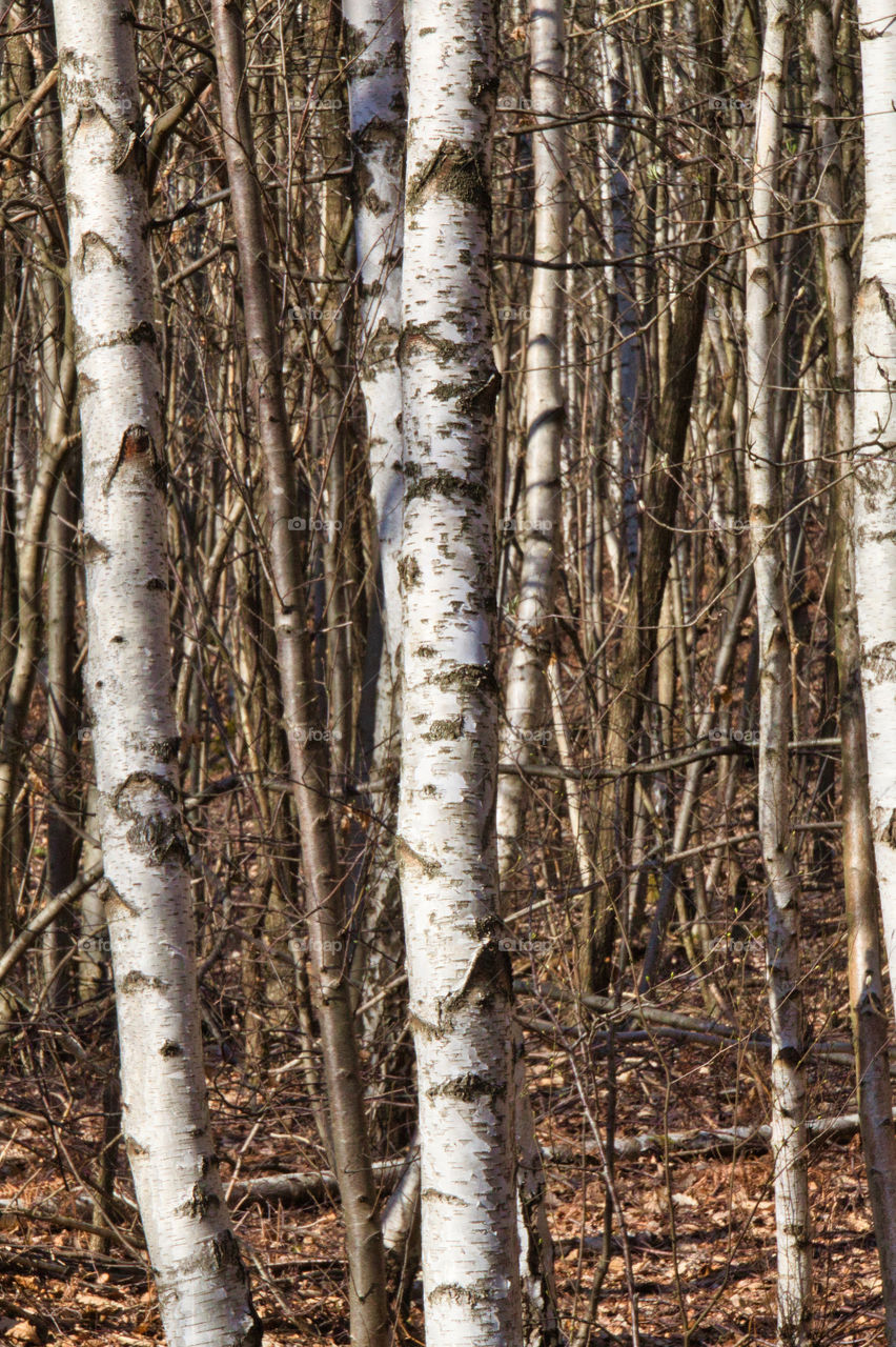 birch grove in autumn