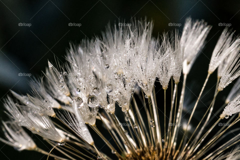 Frost on Dandelion Close-up